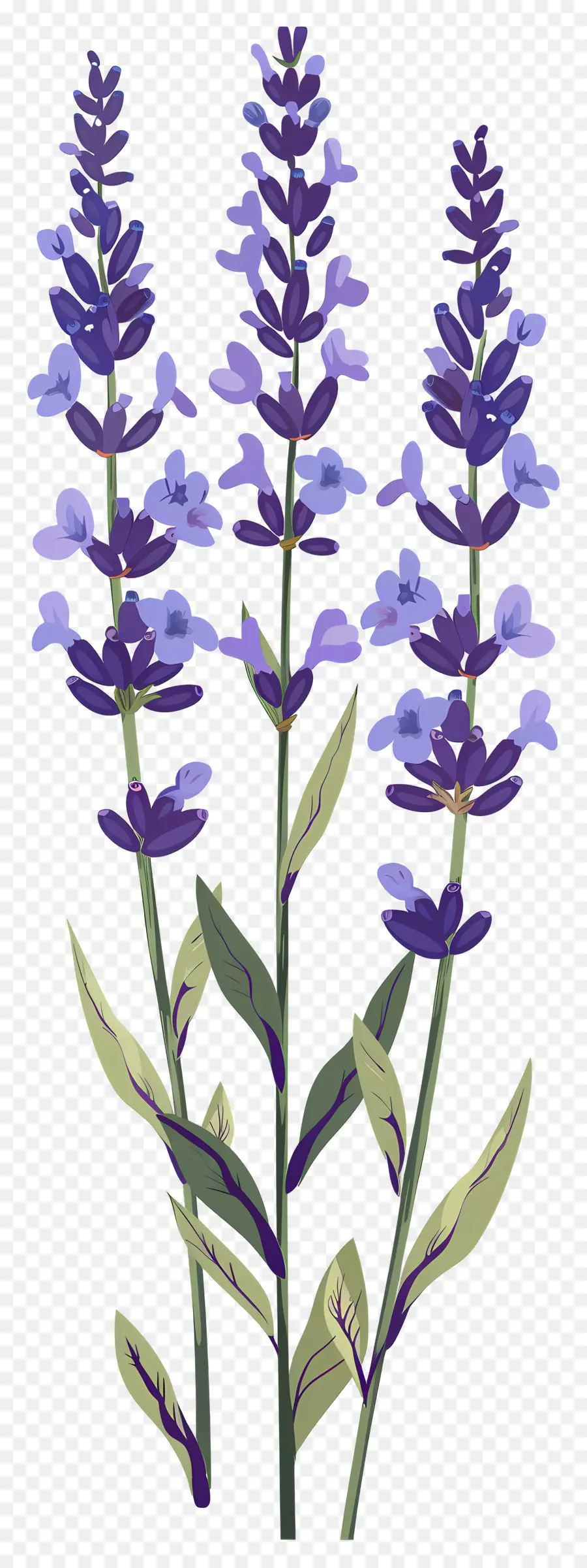 Flores De Lavanda，Lavanda PNG