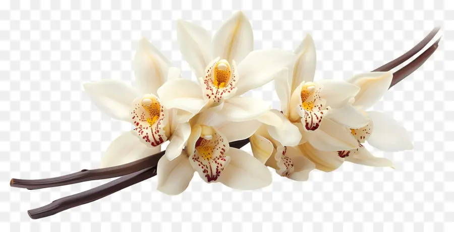 Flores De Orquídea Baunilha，Orquídeas Brancas PNG