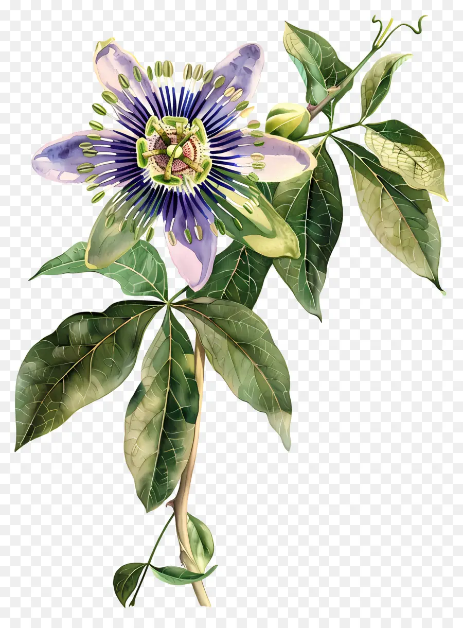 Flores Vintage，Passiflora PNG