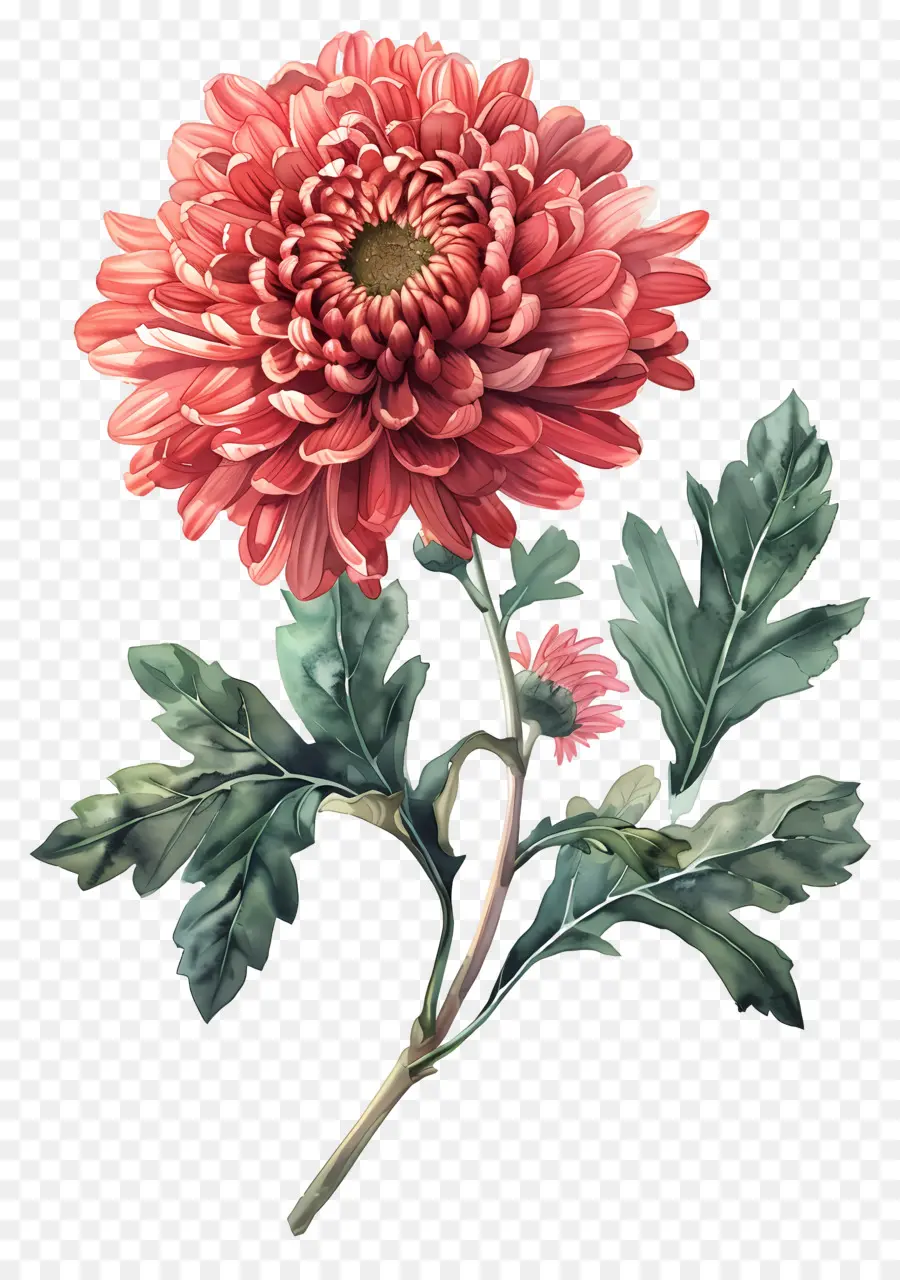 Flor Vintage，Flor Vermelha PNG