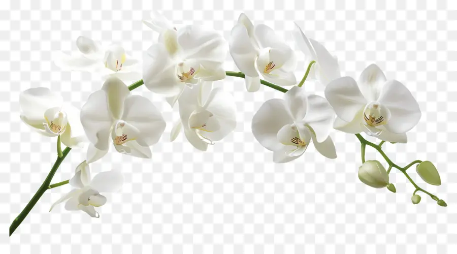 Flor De Orquídea，Orquídeas Brancas PNG