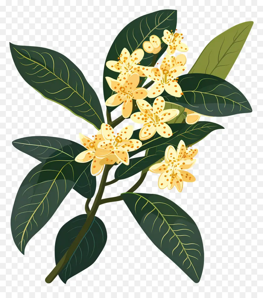 Flor De Osmanthus，Flores Amarelas PNG