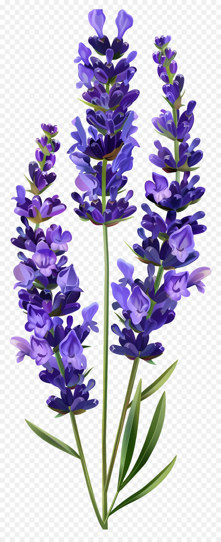 Flor De Lavanda，Flores Roxas PNG