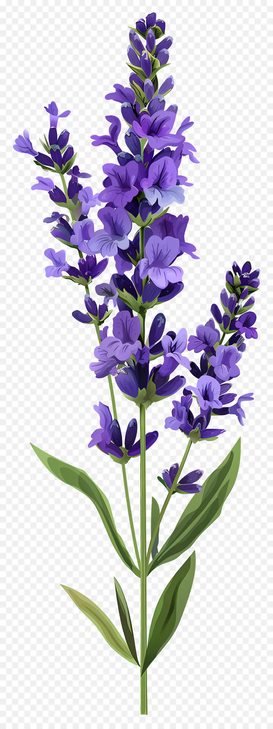 Flor De Lavanda，Flores Roxas PNG