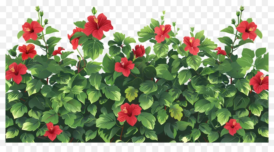 Arbusto De Flores，Flores De Hibisco Vermelho PNG