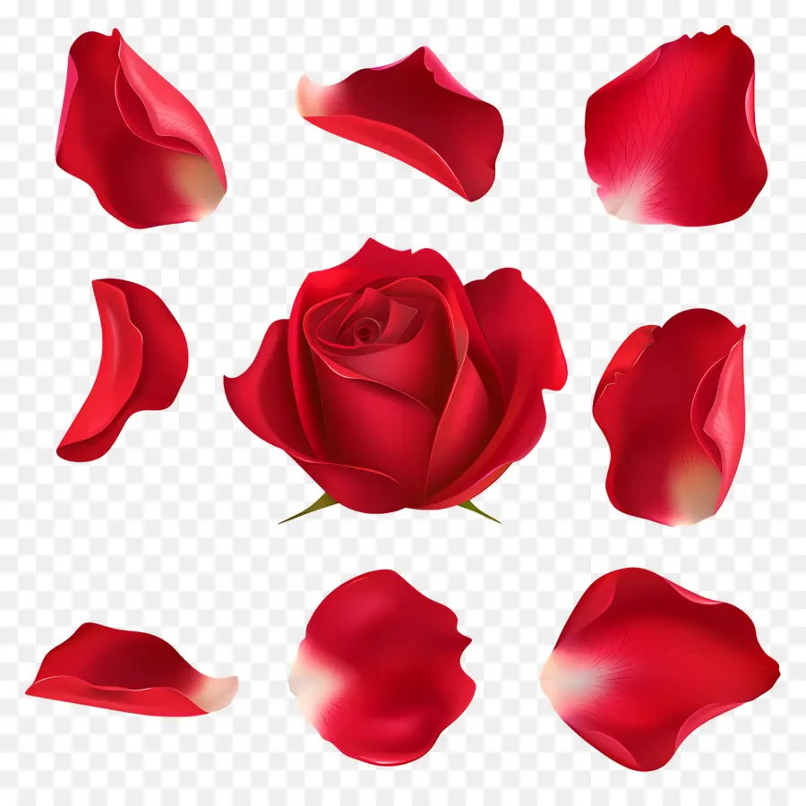 Pétalas De Flores，Rosa Vermelha PNG