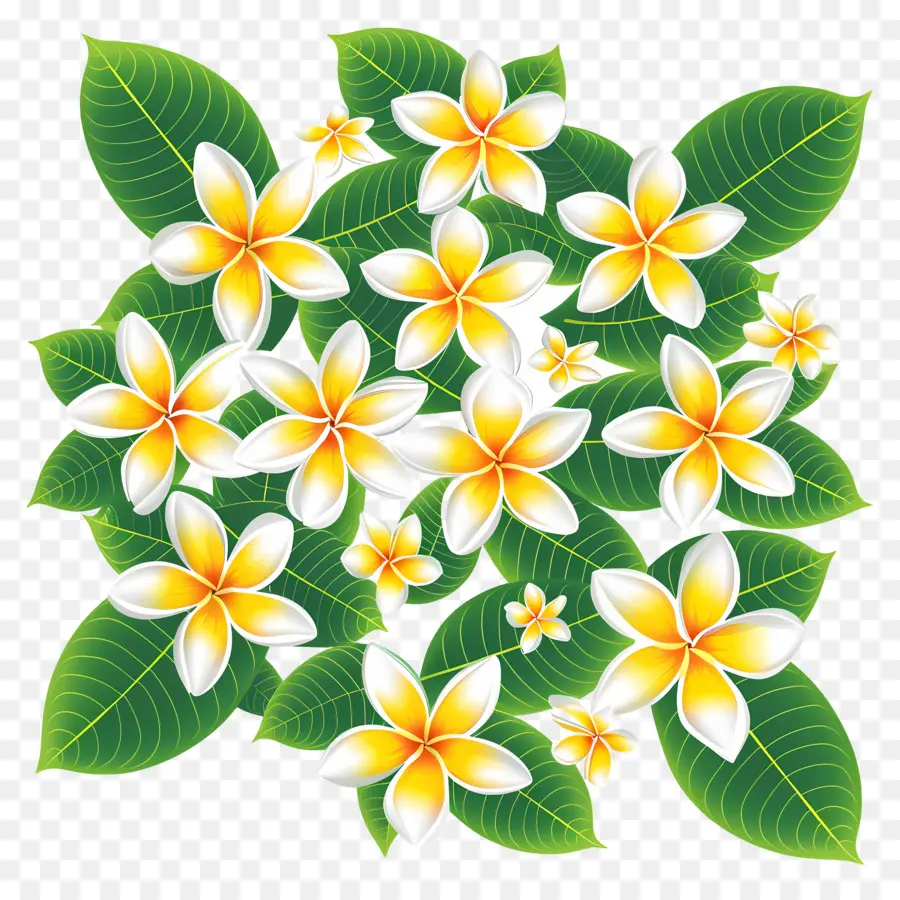 Flor De Frangipani，Buquê De Pluméria PNG