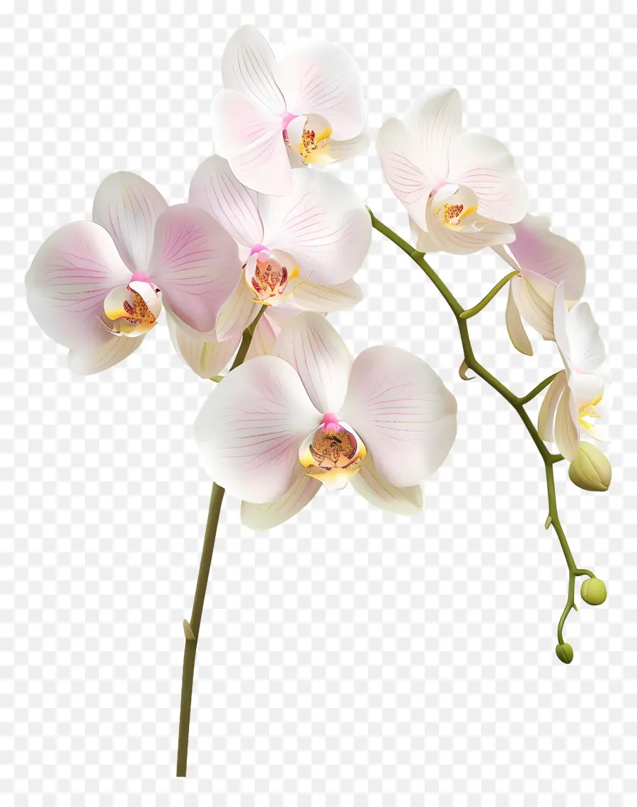 Flor De Orquídea，Orquídea Branca PNG