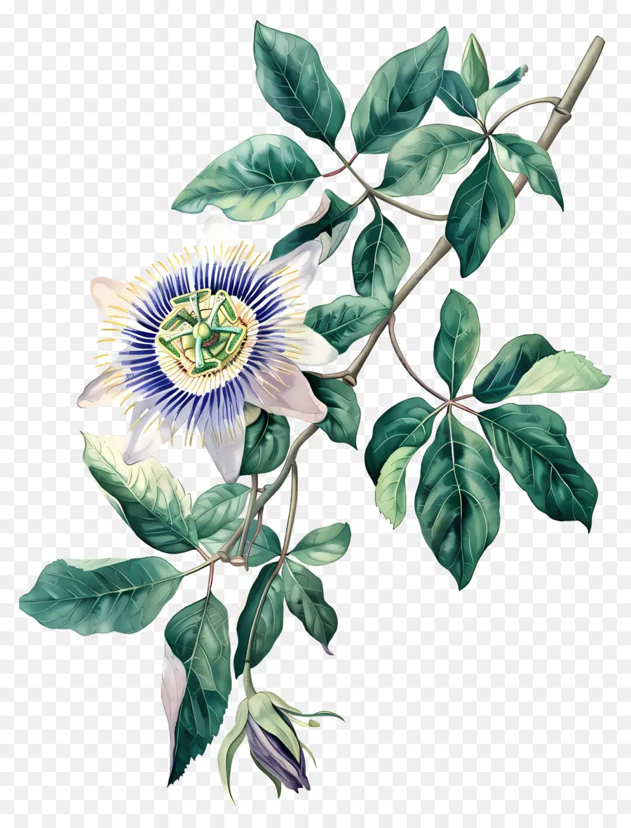 Flores Vintage，Passiflora PNG