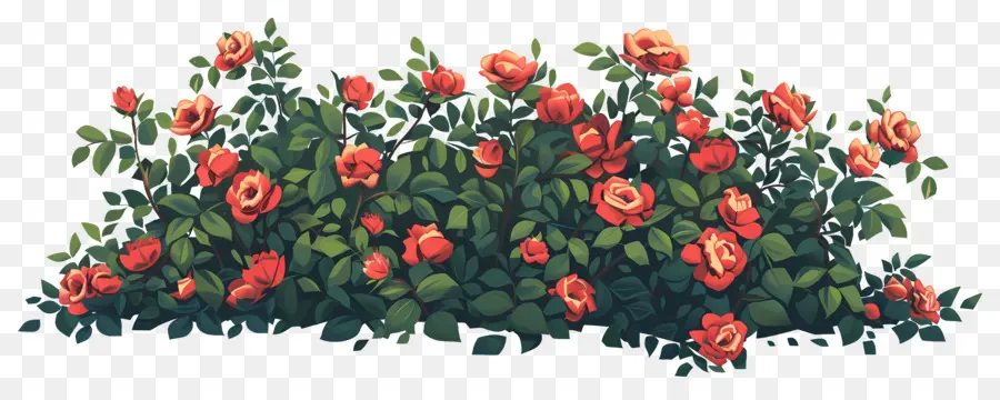 Rosa Bush，Rosas PNG