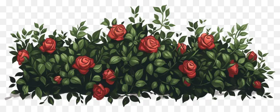 Rosa Bush，Rosas PNG