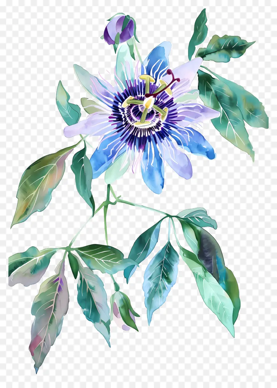 Flores Vintage，Passiflora Rosa PNG