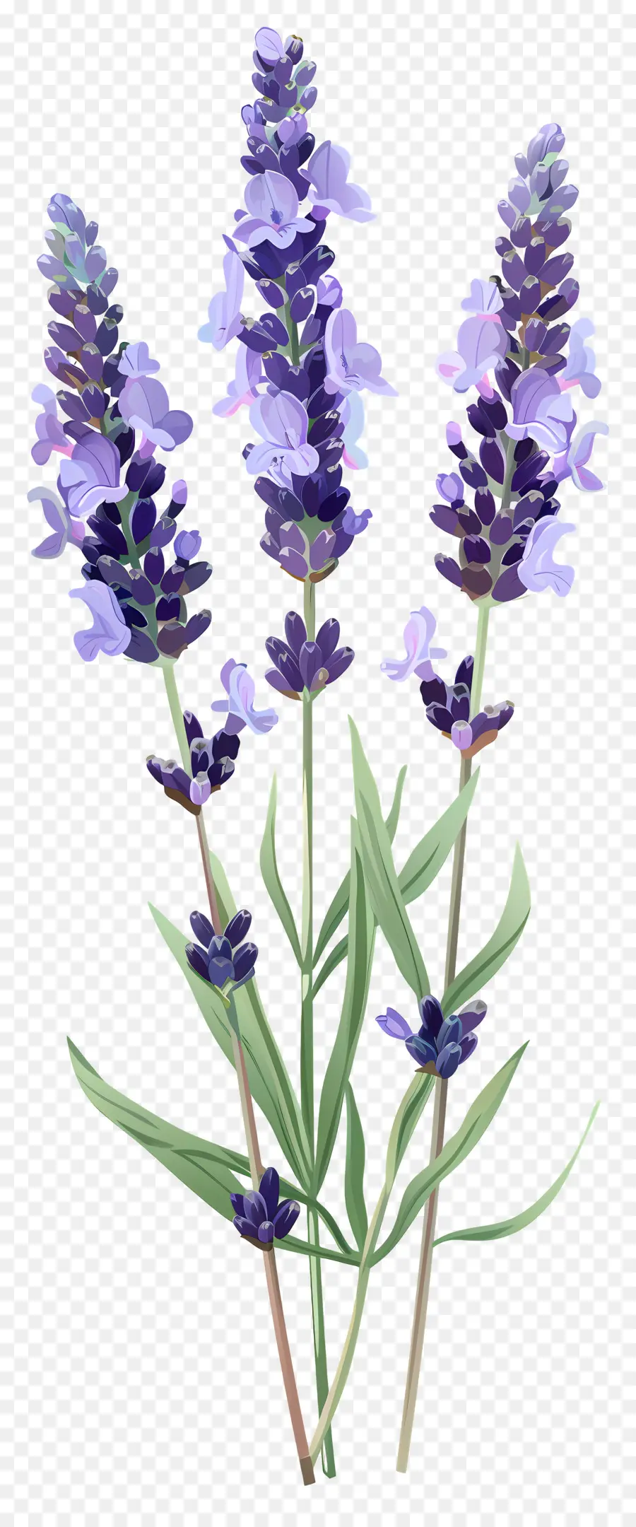 Flor De Lavanda，Flores Roxas PNG