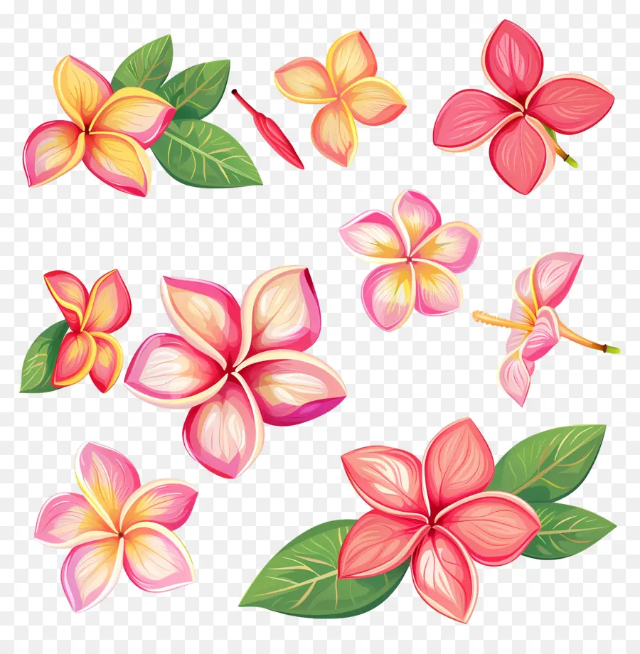 Flor De Frangipani，Flores Coloridas PNG