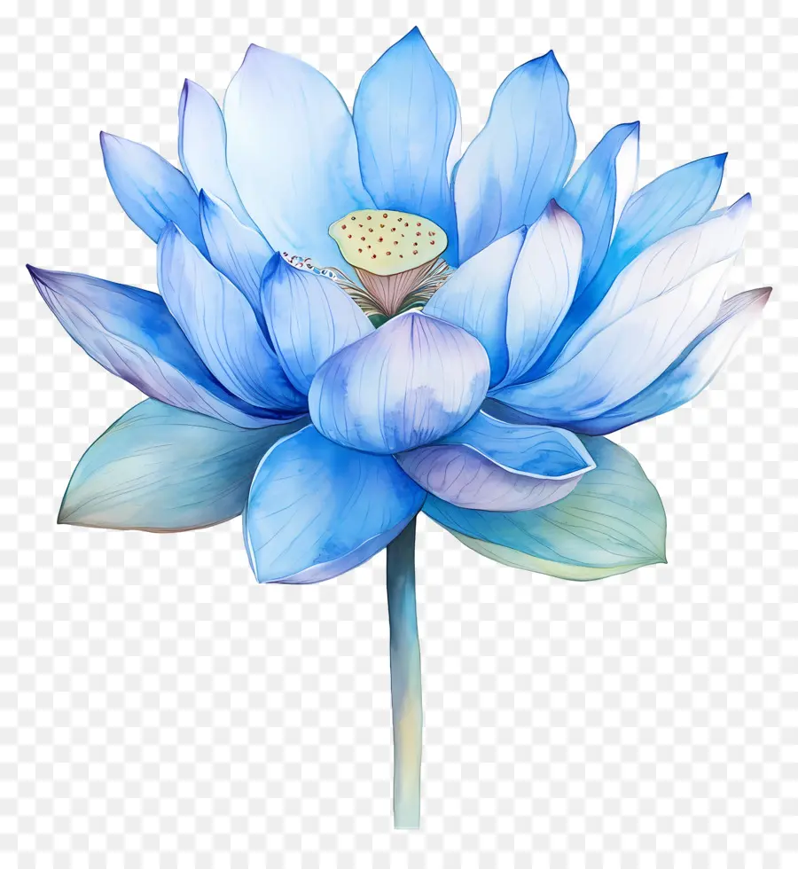 Aquarela Lótus，Flor De Lótus PNG