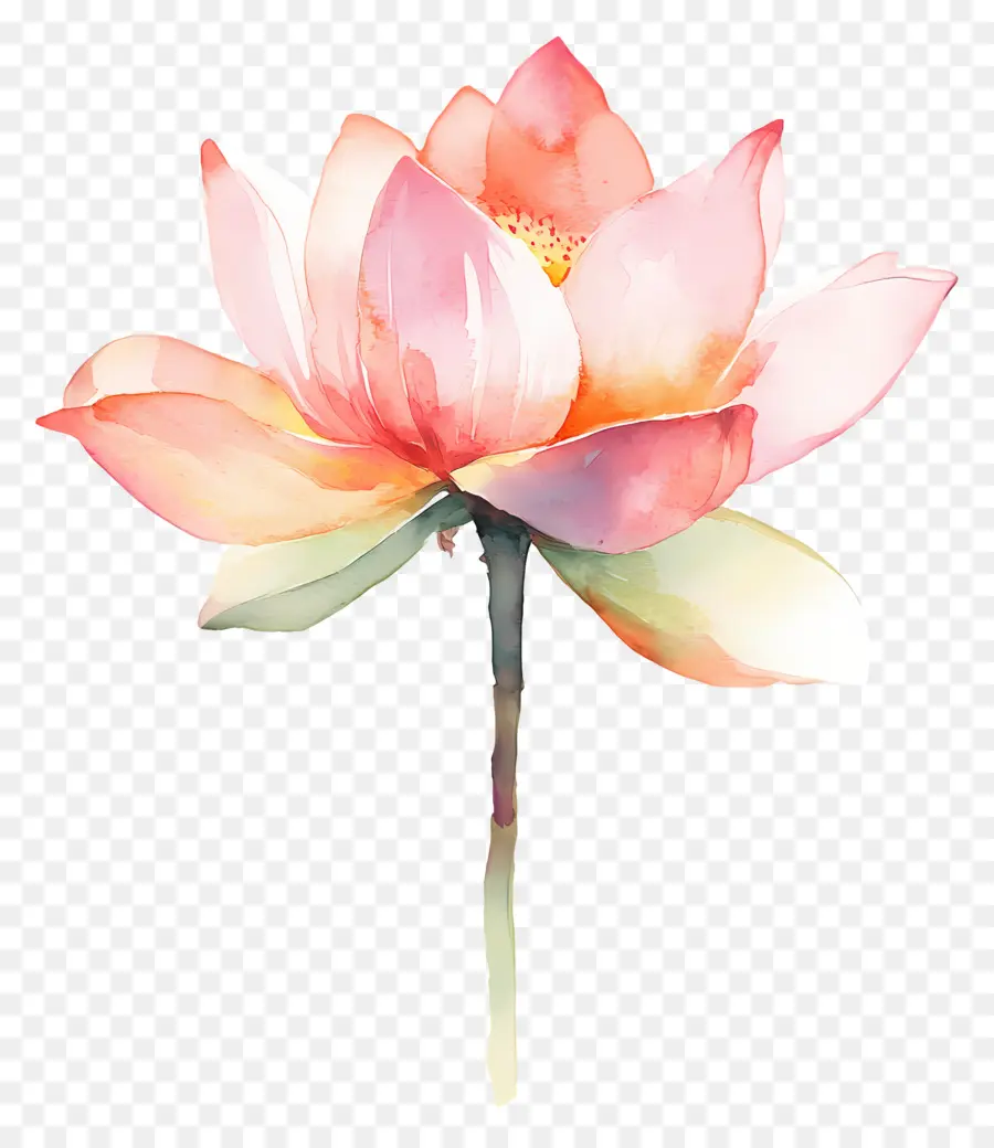 Aquarela Lótus，Lótus Rosa PNG