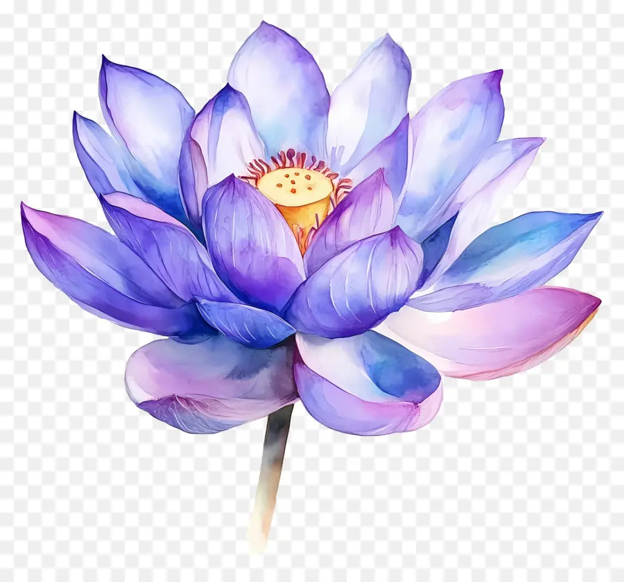 Aquarela Lótus，Flor De Lótus PNG