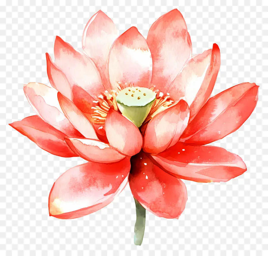 Aquarela Lótus，Flor De Lótus Rosa PNG