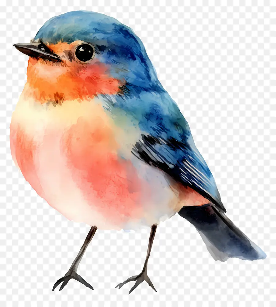 Pássaro Aquarela，Pássaro Colorido PNG