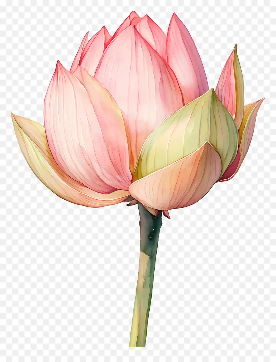 Aquarela Lótus，Lótus Rosa PNG