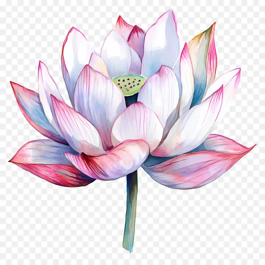 Aquarela Lótus，Flor De Lótus PNG