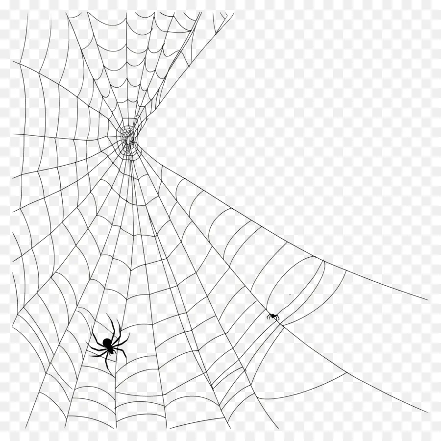 Teia De Aranha De Halloween，Aranha PNG