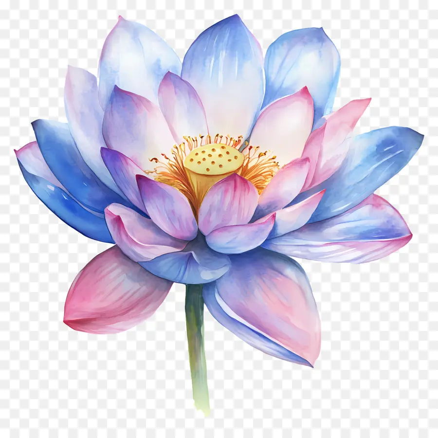 Aquarela Lótus，Flor De Lótus PNG