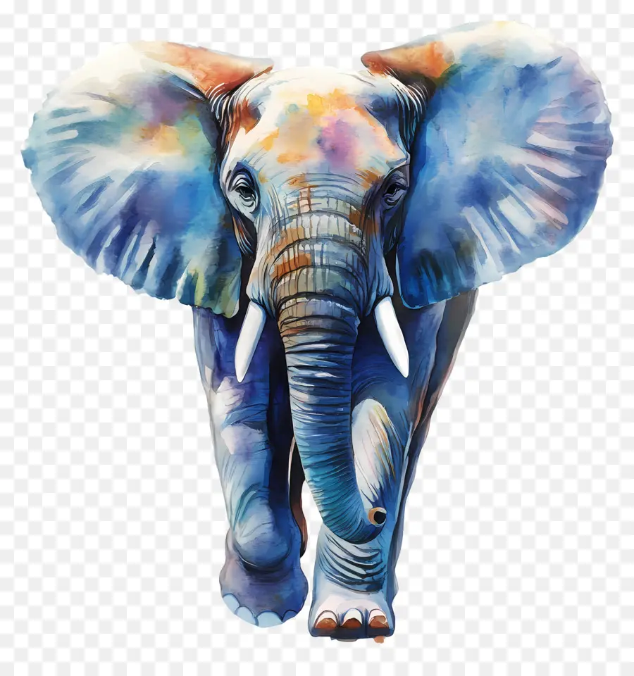 Elefante Aquarela，Elefante Colorido PNG