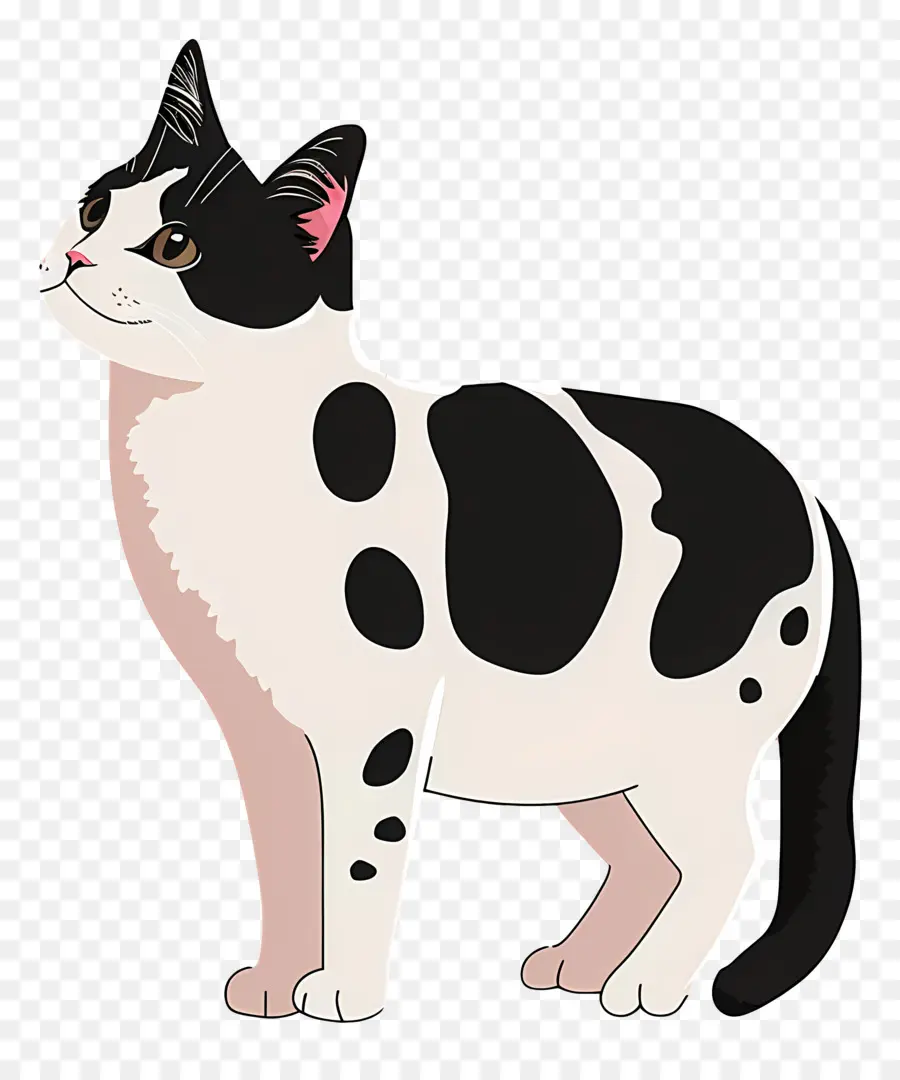 Gato Fofo，Gato Preto E Branco PNG