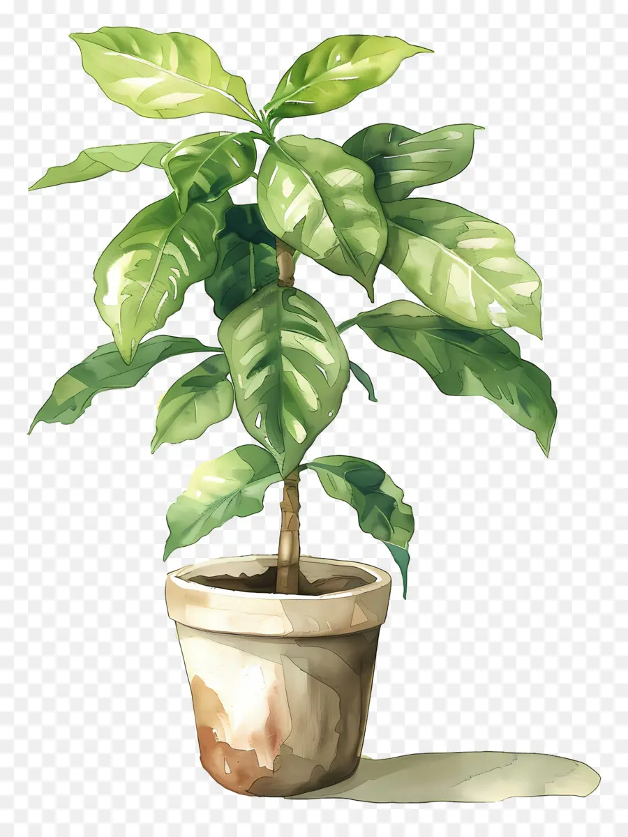 Planta Aquarela，Planta Em Vaso PNG