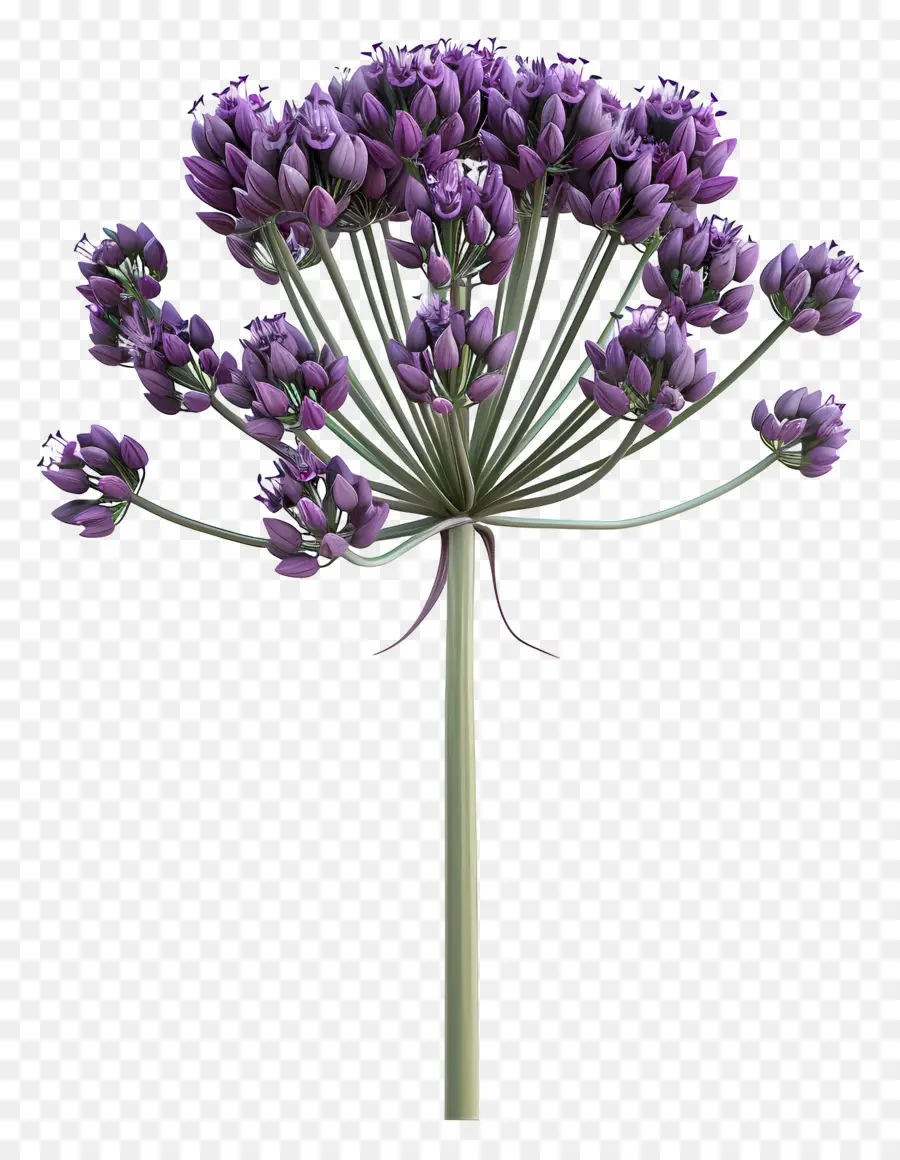 Flor De Allium Modelo 3d，Flor Roxa PNG