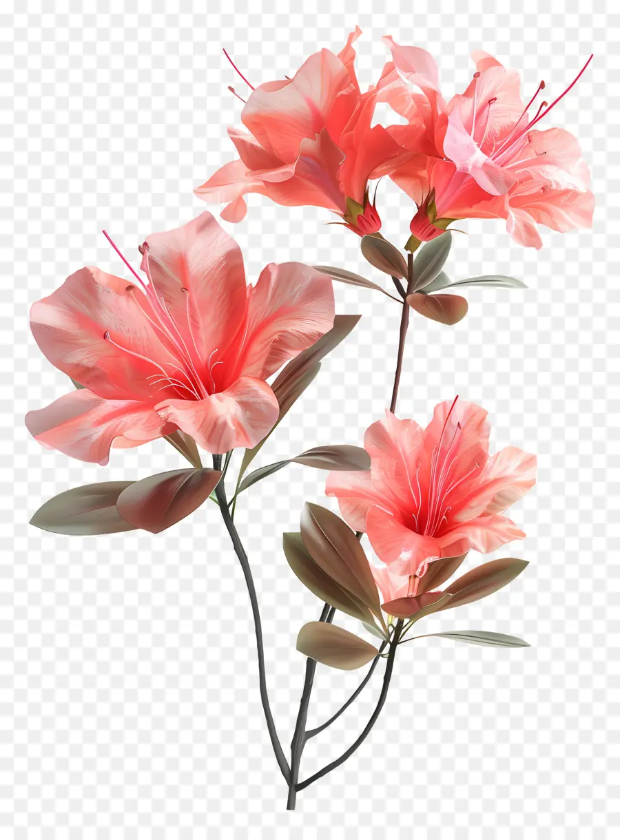 Flor De Azaléia Modelo 3d，Flores De Azaléia Rosa PNG