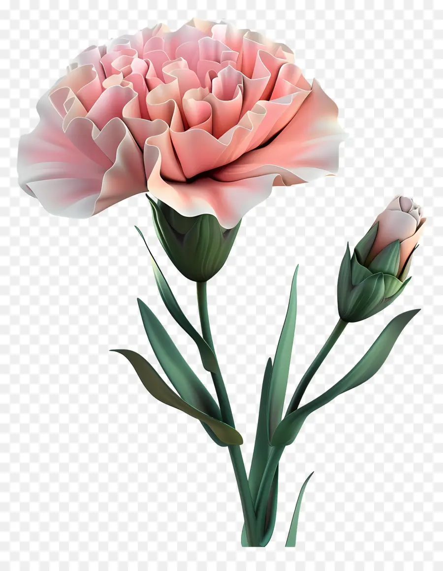 Flor 3d，Cravo Rosa PNG