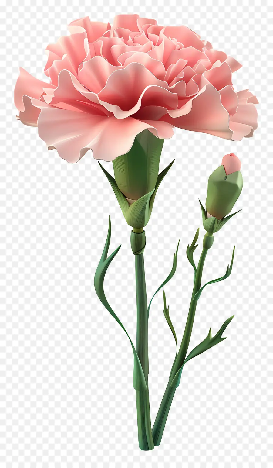 Flor 3d，Cravo Branco PNG