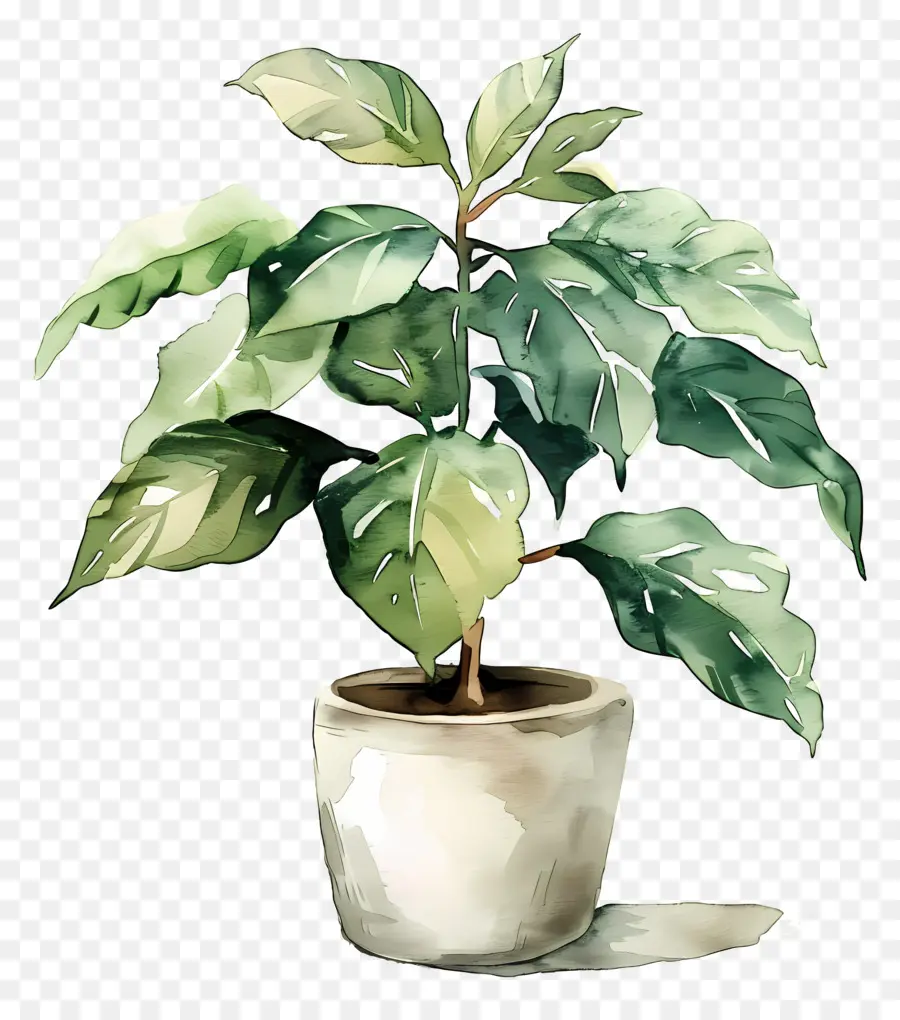 Planta Aquarela，Planta Em Vaso PNG