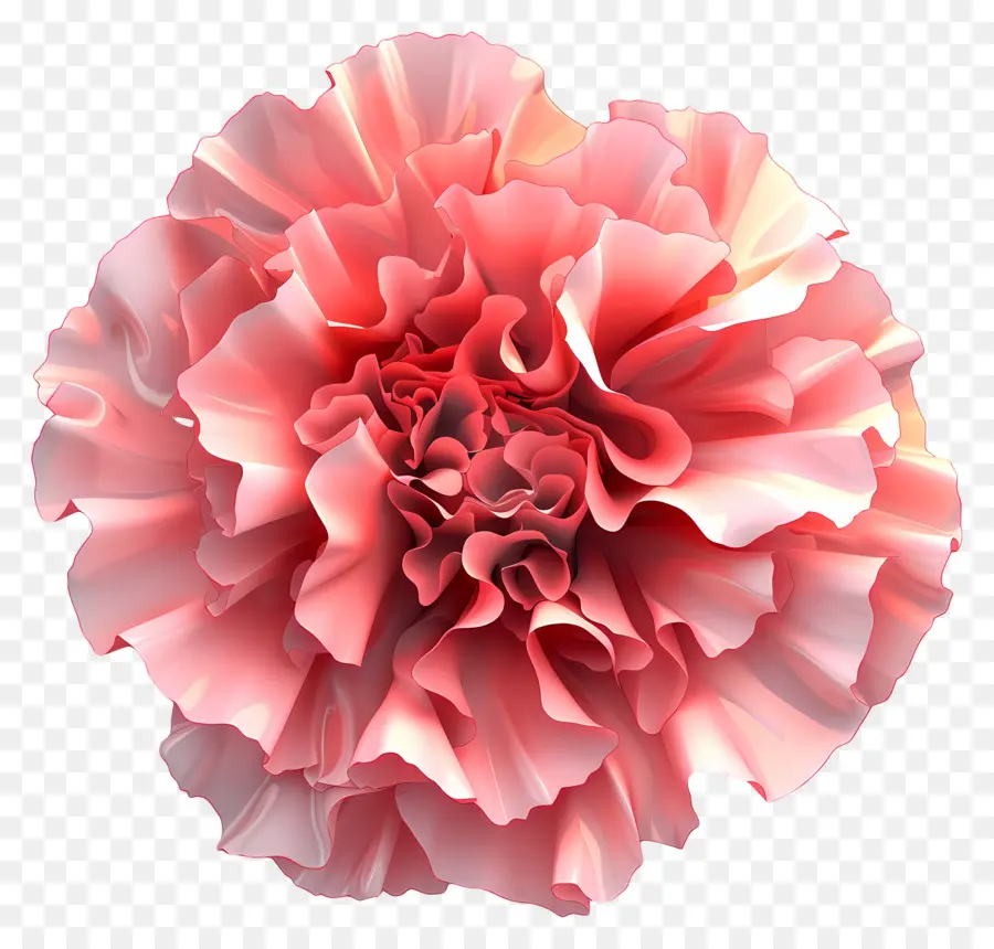 Flor 3d，Cravo Rosa PNG