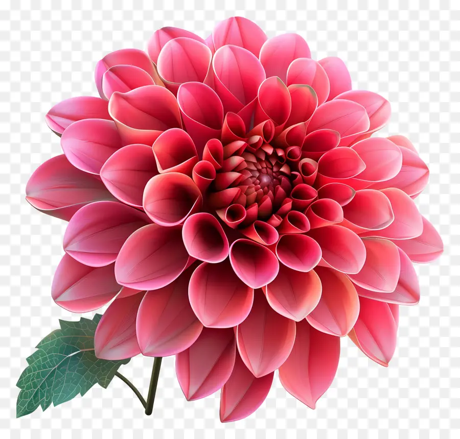 Flor 3d，Flor Rosa PNG