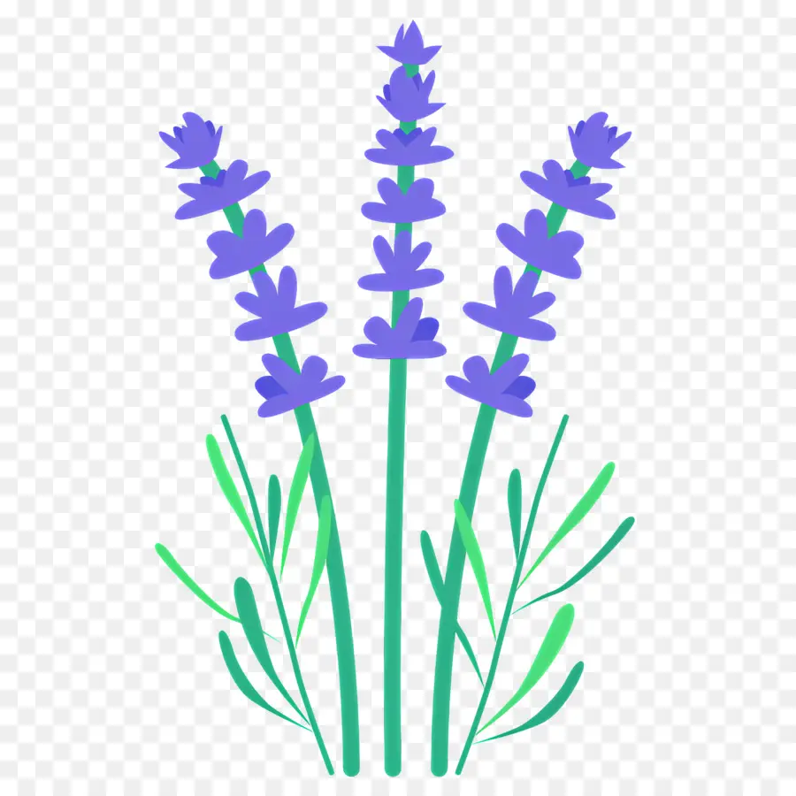 Flor Roxa，Flores De Lavanda PNG