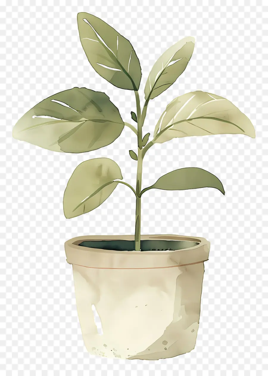 Planta Aquarela，Planta Em Vaso PNG