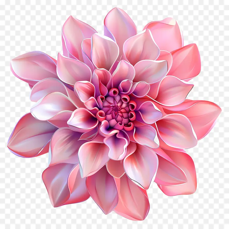 Flor 3d，Flor Rosa PNG