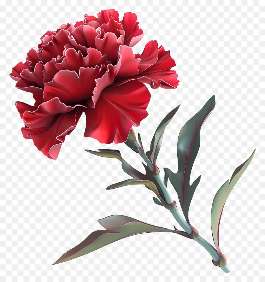 Flor 3d，Cravo Vermelho E Branco PNG