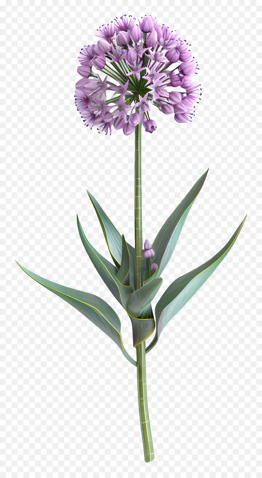 Flor De Allium Modelo 3d，Flor Roxa Única PNG