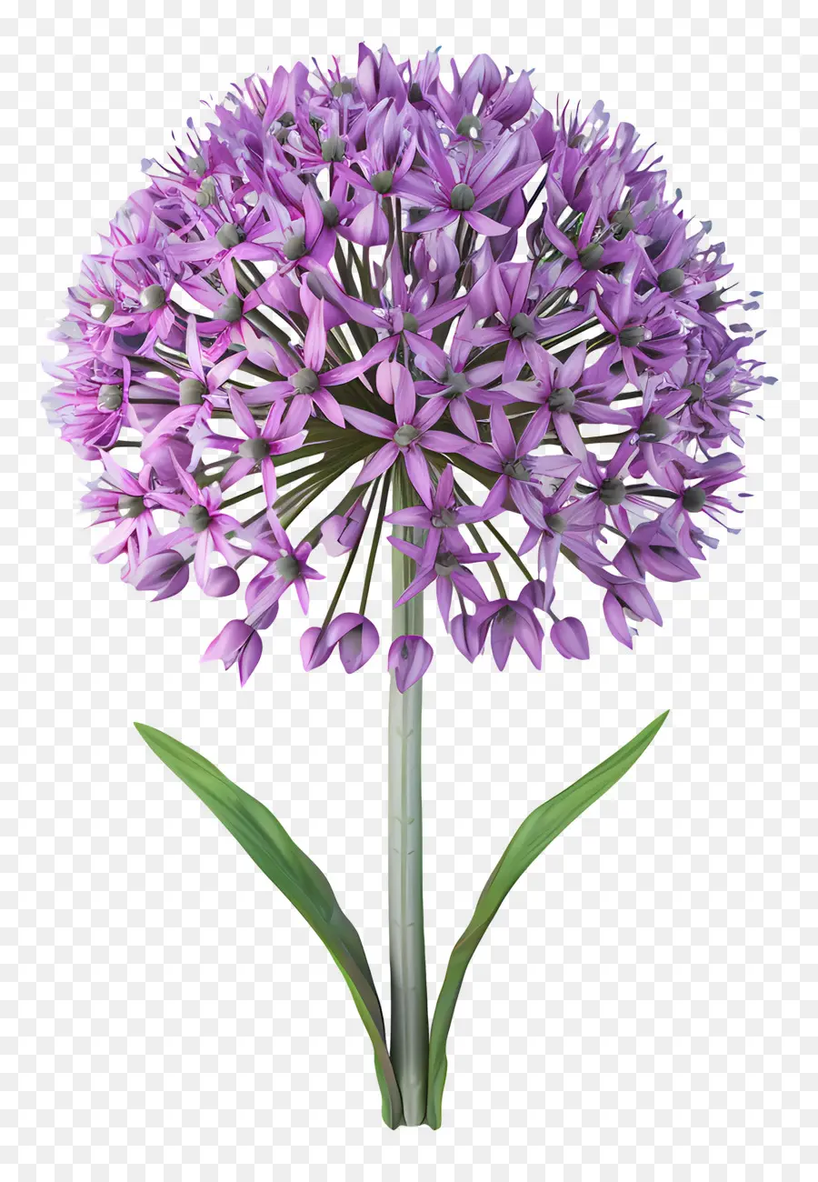 Flor De Allium Modelo 3d，Flores Roxas PNG