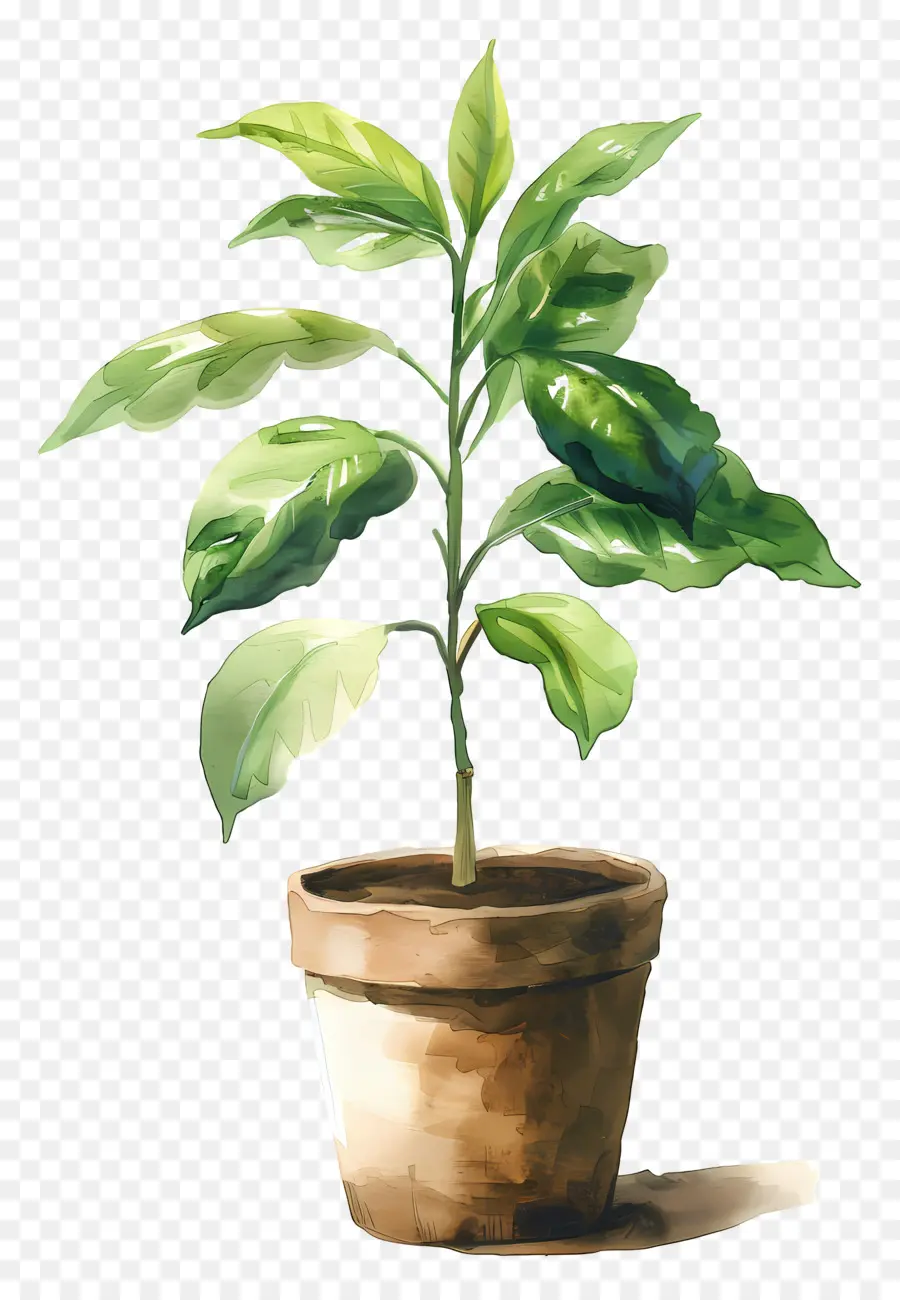 Planta Aquarela，Planta Em Vaso PNG