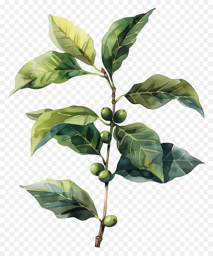 Planta De Café Em Aquarela，Ramo Com Folhas PNG