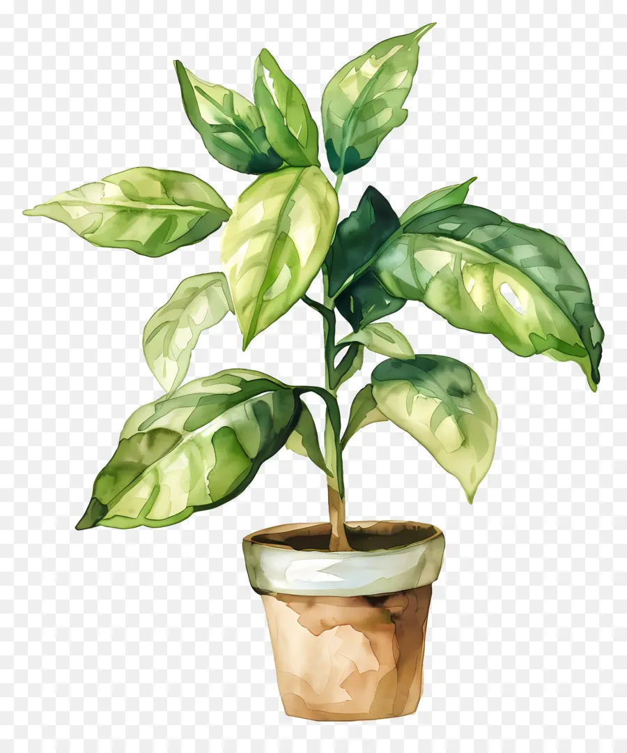 Planta Aquarela，Planta Em Vaso PNG