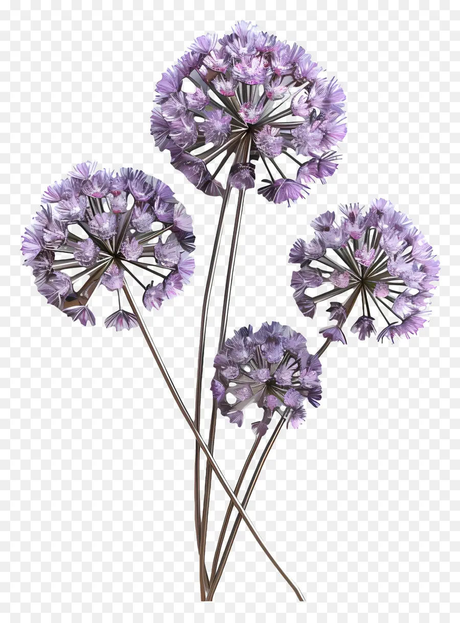 Flor De Allium Modelo 3d，Flores Roxas PNG