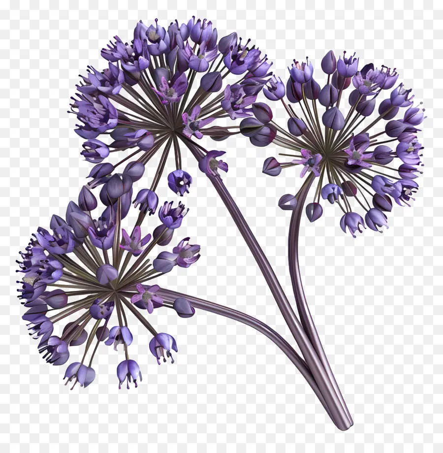 Flor De Allium Modelo 3d，Conjunto De Flores Roxas PNG