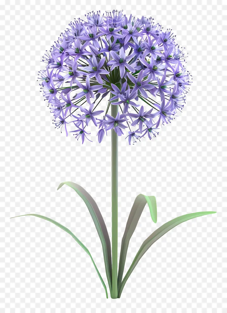 Flor De Allium Modelo 3d，Flor Roxa Única PNG