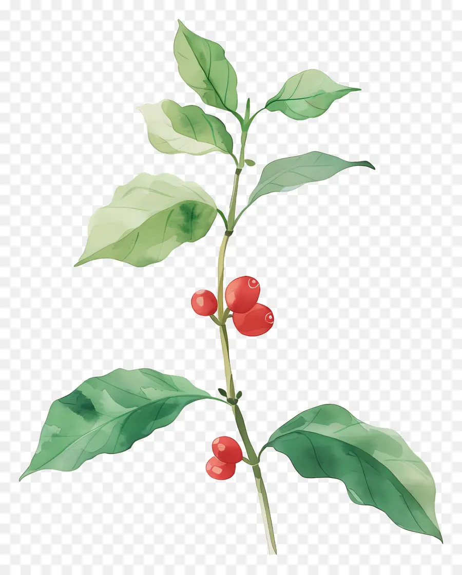 Planta De Café Em Aquarela，Plantar PNG